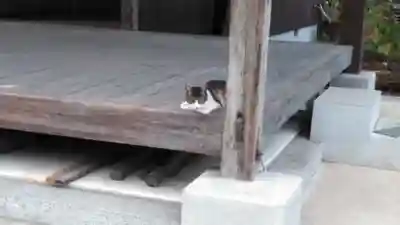 加茂神社の動物