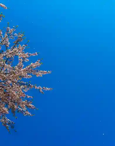 福井神社(福井県)