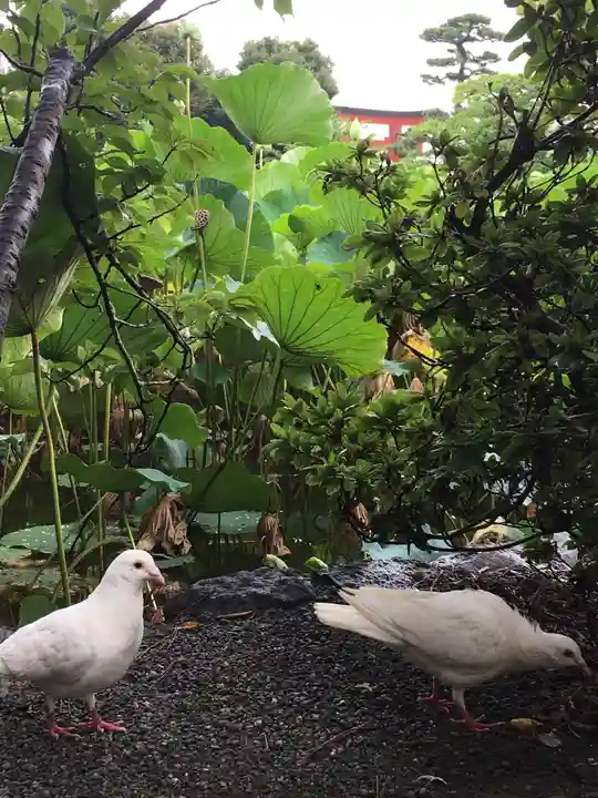 旗上弁財天社の動物