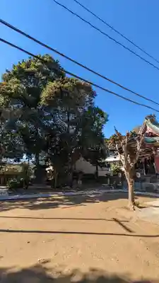 柏諏訪神社(千葉県)