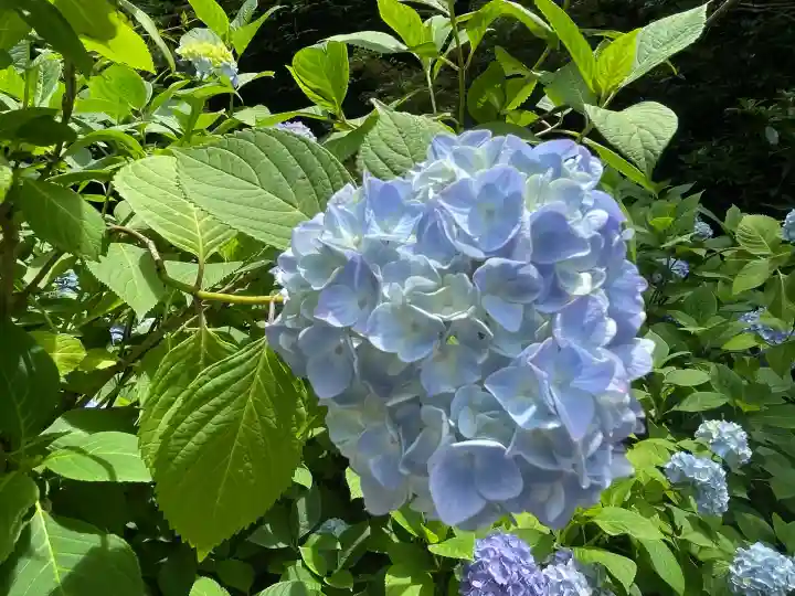 明月院(神奈川県)