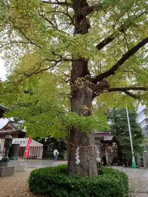 松戸神社(千葉県)