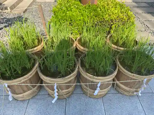 東京大神宮の庭園