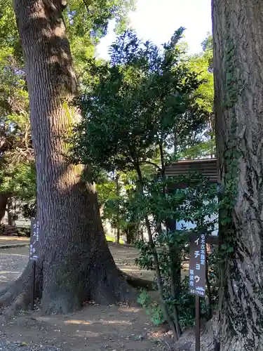 篠原八幡神社の自然