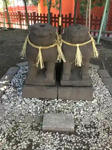 浅草神社の狛犬