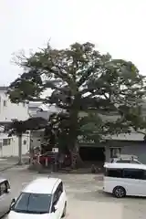 櫟谷七野神社の景色