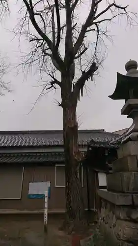 八龍社（福徳町）の自然