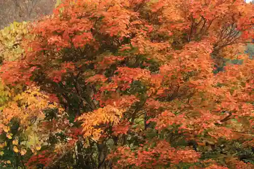 高司神社〜むすびの神の鎮まる社〜の自然