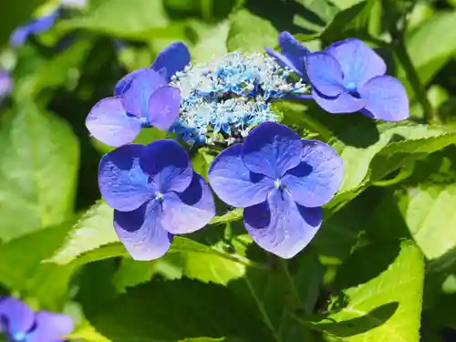 長壽寺（長寿寺）の自然