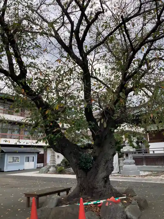 妙善寺(神奈川県)