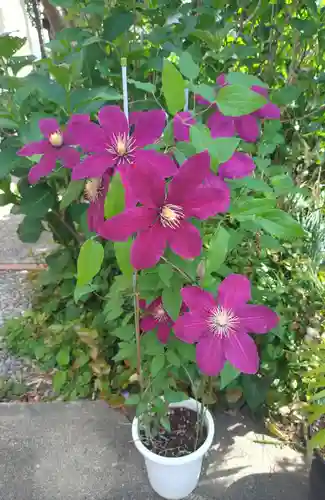 本郷氷川神社(東京都)