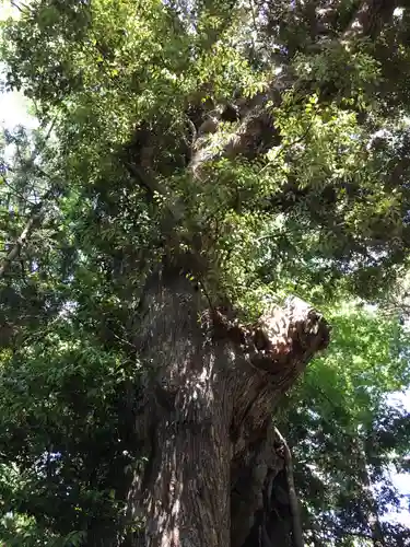 夷針神社の自然