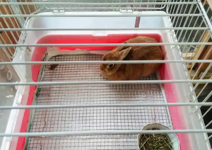 太子堂八幡神社の動物