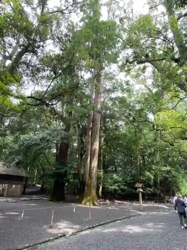 伊勢神宮内宮（皇大神宮）の自然