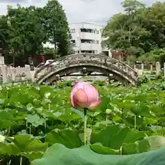 伊賀八幡宮の自然