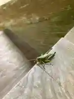 大宮温泉神社の動物