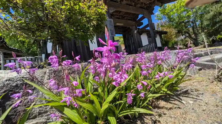 妙立寺(京都府)