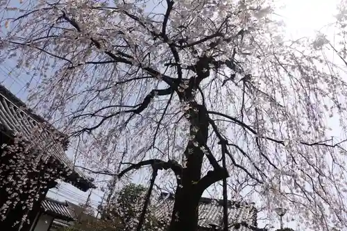 上品蓮台寺の自然