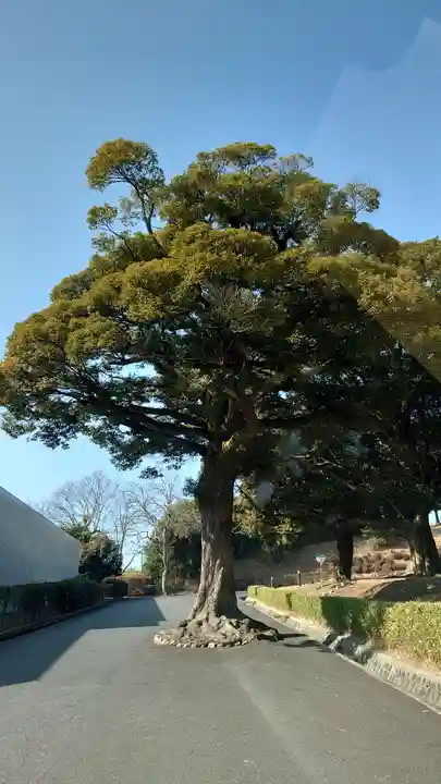 神峰神社の自然