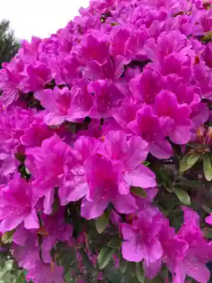 安養院　(田代寺）(神奈川県)