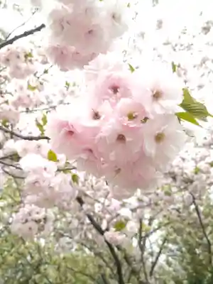 和霊神社の自然