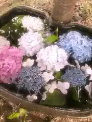 白鳥神社の手水