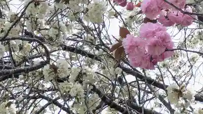 圓光寺(京都府)