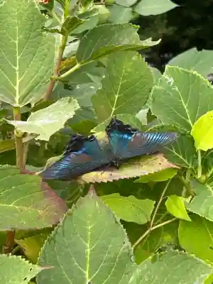 横峰寺(愛媛県)