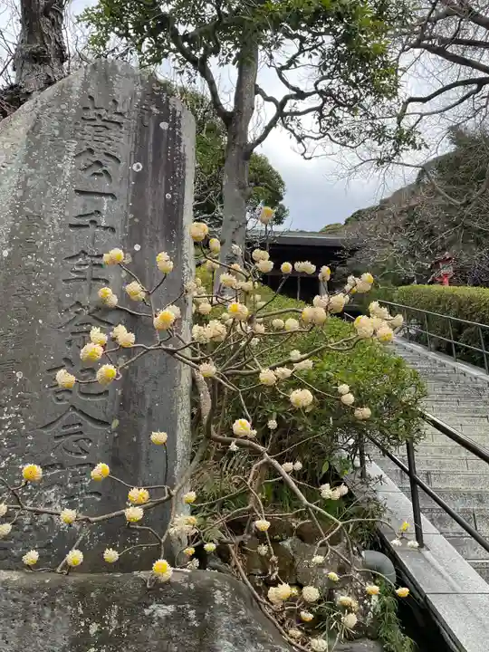 荏柄天神社の自然