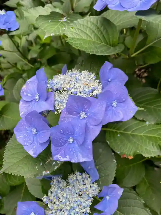 大縣神社の自然