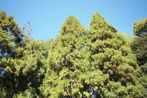 岐阜護國神社の自然