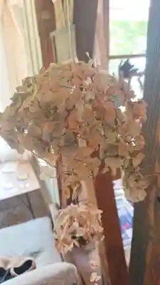 明月院(神奈川県)