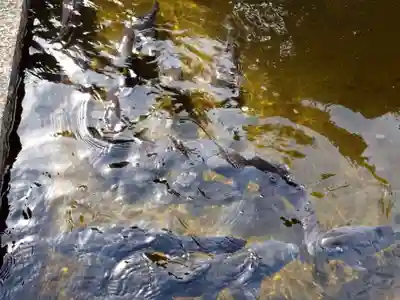 岐阜護國神社(岐阜県)