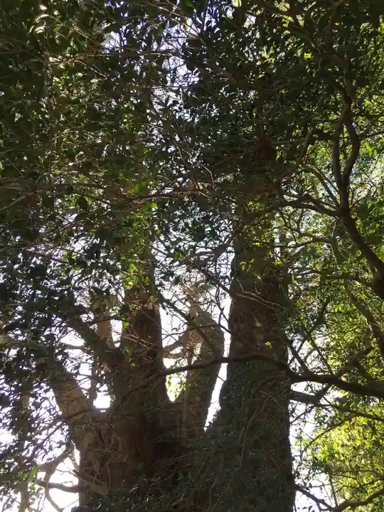 下野八幡大神社の自然