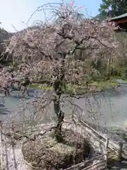 天龍寺の自然