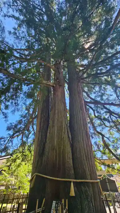 戸隠神社中社(長野県)