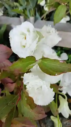 彌彦神社　(伊夜日子神社)(北海道)