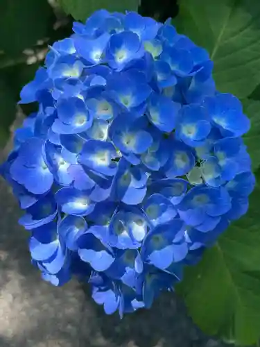 明月院(神奈川県)