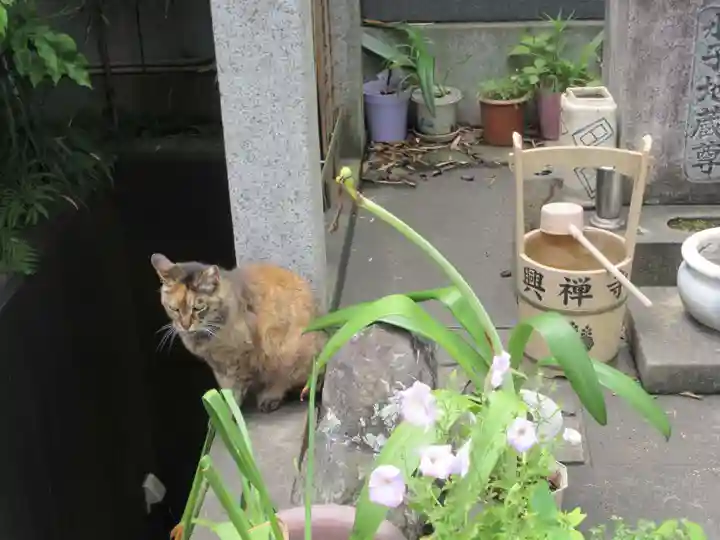興禅寺(神奈川県)