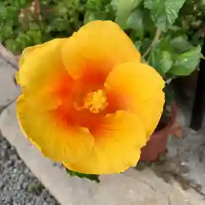 豊景神社の自然(2020年10月16日(金) 06時16分23秒投稿)