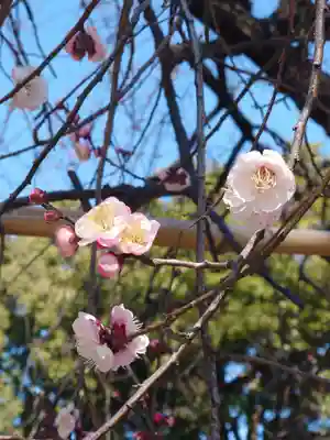 亀ケ池八幡宮(神奈川県)