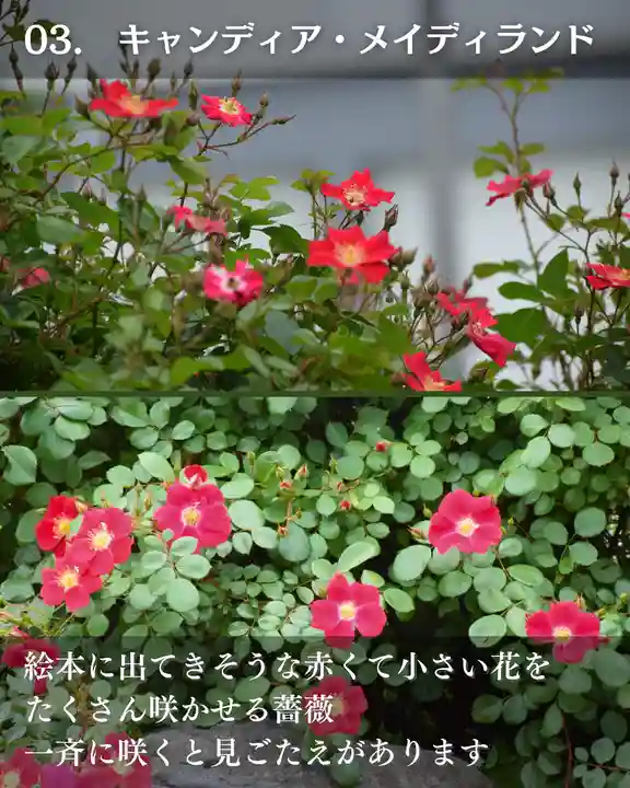 宝光寺(北海道)