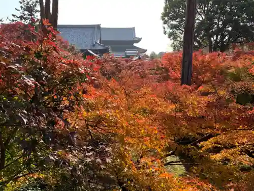 東福禅寺（東福寺）の自然
