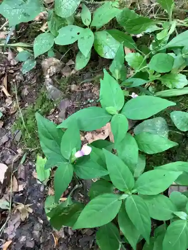 犬山寂光院の自然
