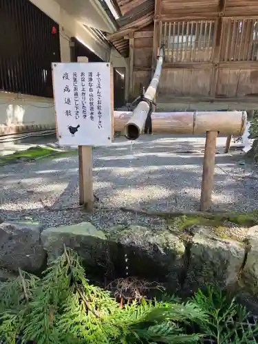 白山比咩神社の{uncategorized: "未分類", other: "その他", undefined: "問題あり", building: "その他建物", grave: "お墓", sacred_gate: "鳥居", guardian: "狛犬", statue: "像", buddha: "仏像", history: "歴史", nature: "自然", garden: "庭園", animal: "動物", pagoda: "塔", temizu: "手水舎", mountain_gate: "山門・神門", sanctuary: "本殿・本堂", subordinate: "末社・摂社", art: "芸術", scenery: "景色", jizo: "地蔵", ema: "絵馬", goshuin: "御朱印", omikuji: "おみくじ", items: "授与品その他", amulet: "お守り", goshuincho: "御朱印帳", eats: "食事", festival: "お祭り", votive_dance: "神楽", shichigosan: "七五三参", wedding: "結婚式", experience: "体験その他", initially: "初詣", around: "周辺", anti_infection: "感染症対策"}