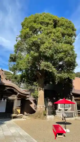 酒列磯前神社の自然