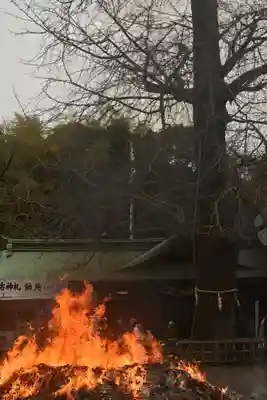 大宮八幡宮の初詣