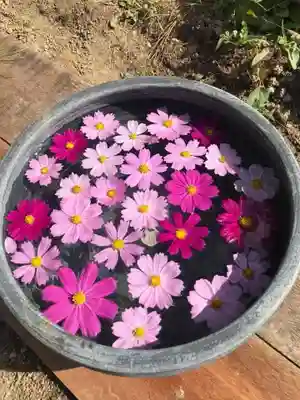 般若寺 ❁﻿コスモス寺❁(奈良県)