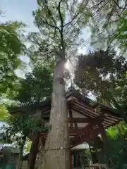 越ヶ谷久伊豆神社の自然