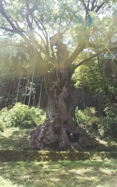 武雄神社の自然